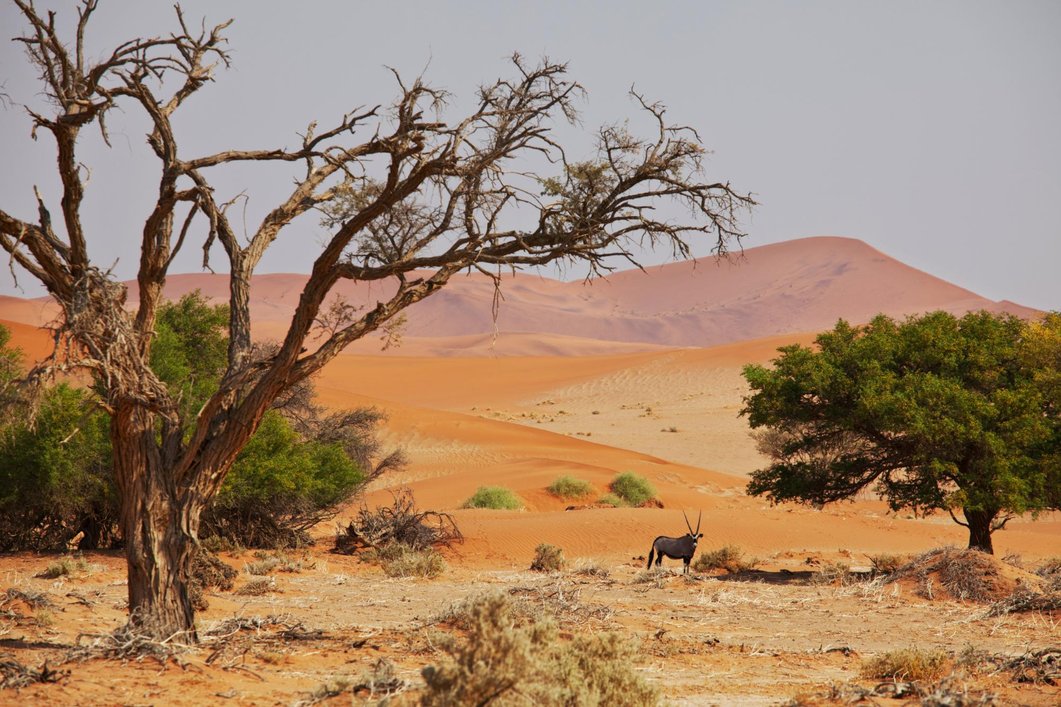 5 Best Safari Destinations in the World to Visit in 2023