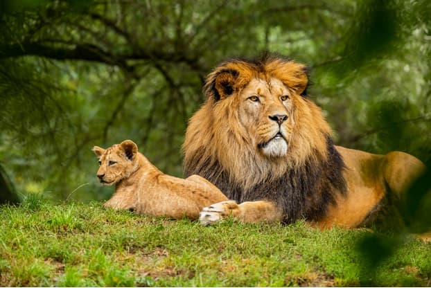 Wildlife Conservation in South America: Attracting Finances from Tourism and Online Casinos