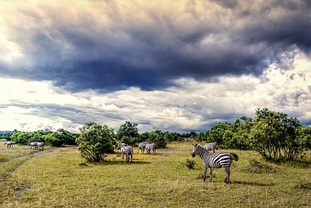 The Role of Education in Conservation Awareness